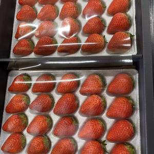 香川県産品さぬき姫2Lサイズ 40粒入り　ギフト用