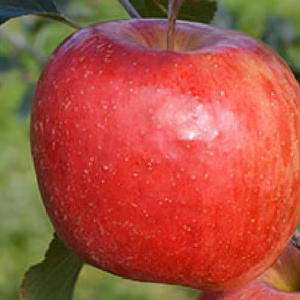 清衡公もビックリの甘さ　奥州ロマン✨家庭用