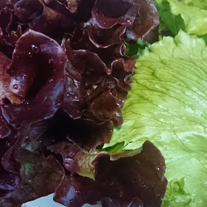 栽培期間農薬不使用の一瞬一旬お野菜セット