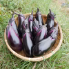 \\自然農 生でも焼いても美味しい//秋ナス 茄子 真黒茄子《無農薬・無肥料》