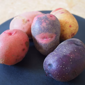 【なくなり次第終了】幻の新じゃがいも３種（1.5kg/レシピ付）