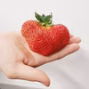 【今シーズン終了】【希少・期間限定】有機いちご（あまおう）　1.5㎏
