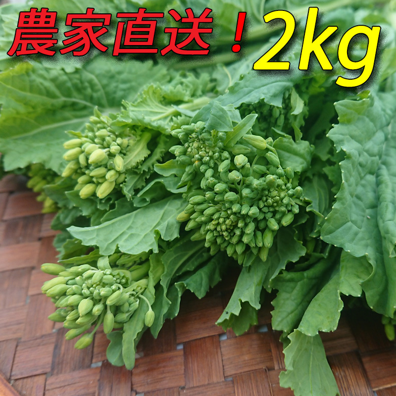 南房総産 菜花 産地直送 新鮮野菜 菜の花 - 野菜