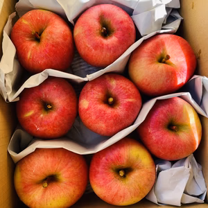 【ご家庭用＆訳あり】蜜入りりんご◡̈ 高徳【こうとく】