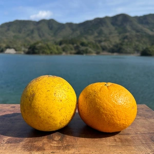 和製グレープフルーツ（河内晩柑）&甘夏　栽培期間中農薬不使用 柑橘セット　