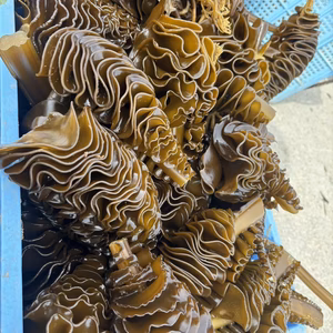 冷凍　養殖生メカブ（凍眠）