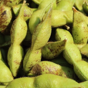 本場！　兵庫県丹波篠山市産　丹波黒大豆枝豆　さやのみ５００g入り