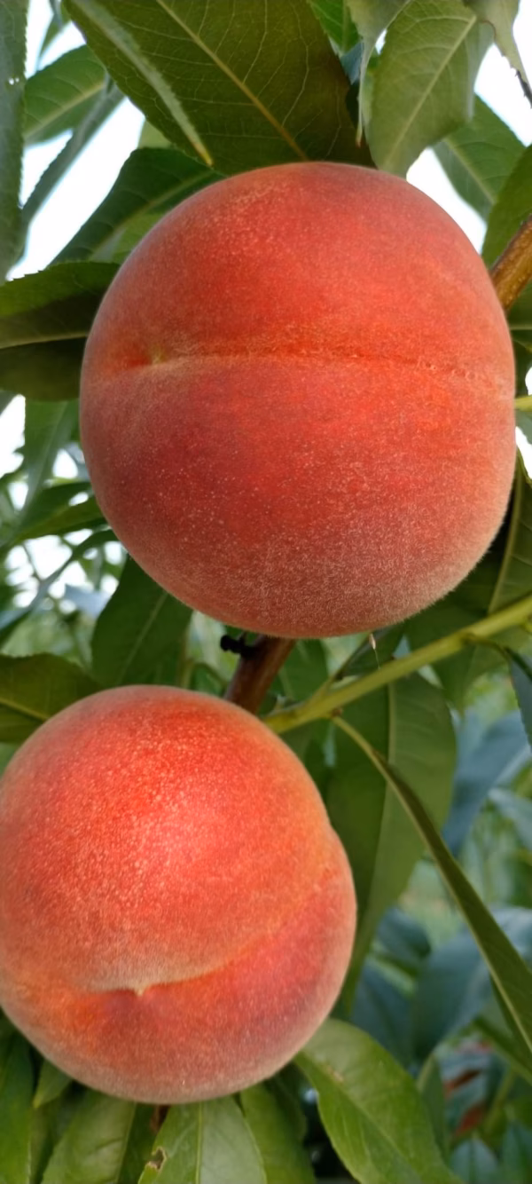 硬くて甘い桃！「なつっこ」