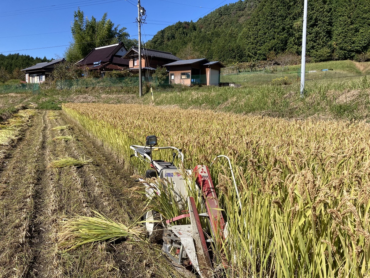 自然栽培】ハッピーヒルもち米 玄米950g 令和6年・岐阜県産