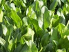 【JGAP認定農場】水耕栽培で育てた、特別な甘さのほうれん草！