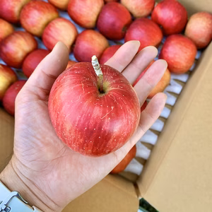 信州産"丸かじり"『シナノスイート（SSサイズ）』3kg箱、5kg箱