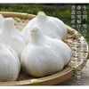 令和5年 新物 青森県産ホワイト六片種にんにく 1kg 中・小玉