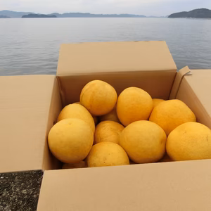 河内晩柑　家庭用　約7ｋｇ（L～3L）