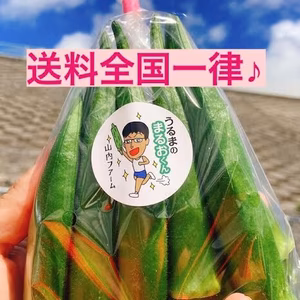 〈沖縄県産〉2㎏ シャキッ！とさわやかな食感の後にとろける丸オクラ