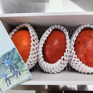 南国鹿児島の完熟マンゴー　1ｋｇ贈答用