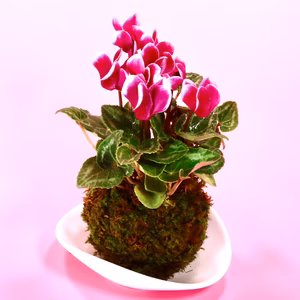 苔玉　シクラメン　(ピンク　縁白)