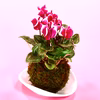 苔玉　シクラメン　(ピンク　縁白)