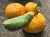 うめ農園長18歳のバースデー記念 柑橘バラエティボックス 
