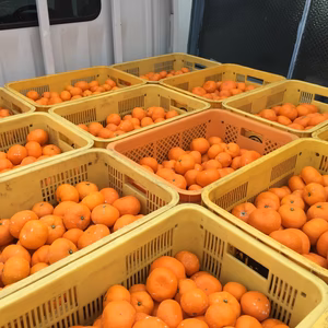 和歌山産 みかん 家庭用