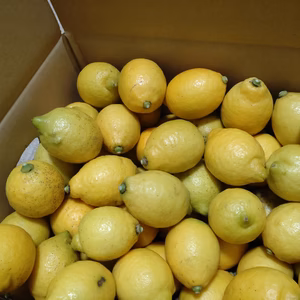 【数量限定】低農薬栽培　広島県産　レモン!!