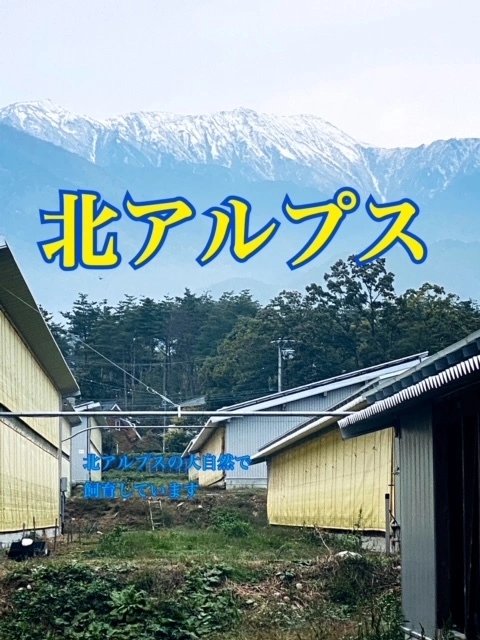 【希少部位‼】安曇野地鶏焼き鳥ホルモン希少部位10本セット！特製タレ・鍋煎り塩付