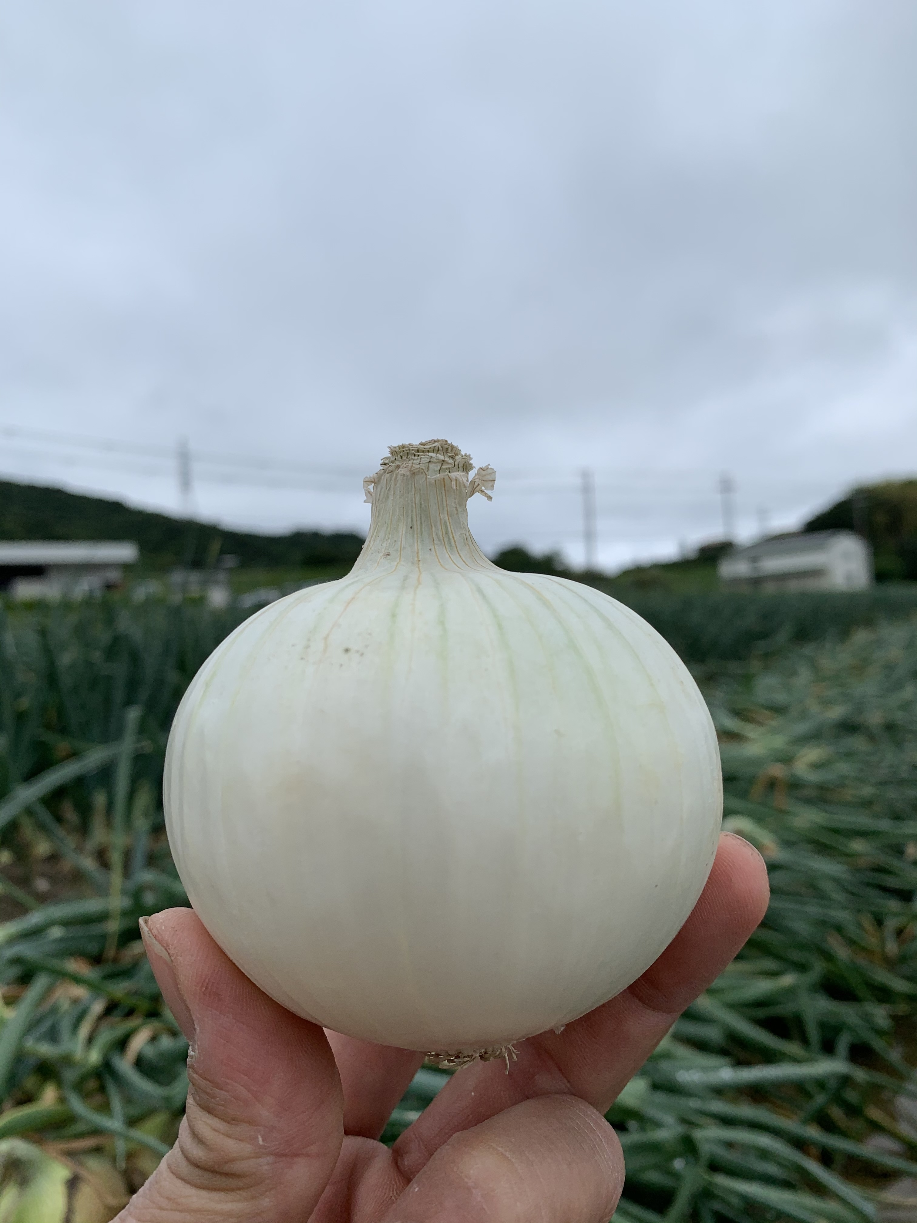 ホワイトベアー2kg❣️淡路島極熟玉葱 この時期の新玉ねぎ サラダ用 ホワイトベアー2kg