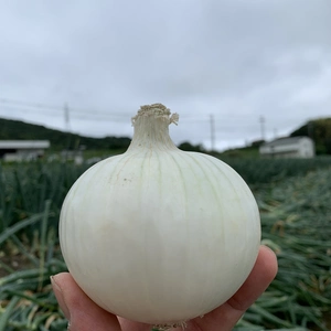 ホワイトベアー3kg❣️淡路島極熟玉葱　この時期の新玉ねぎ　サラダ用