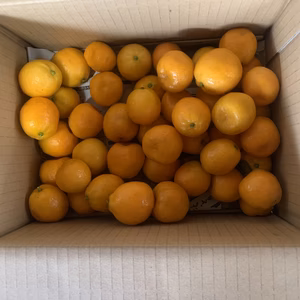 残りわずか　熊本県産　農薬不使用　キンカン　1500グラムほど