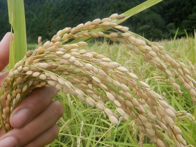 江戸時代の肥後米! 穂増(玄米)　5ｋｇ　天日干し・自然栽培　　令和5年度産