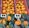 初夏への彩り爽やか柑橘5種セット（4.0kg）