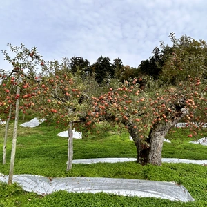 【百年の樹】先々代から守り続けてきたりんご 農薬60％減