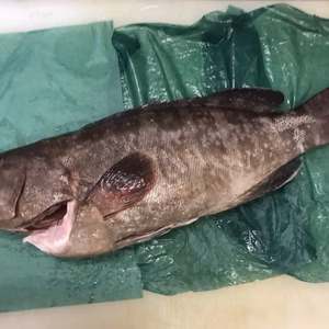 【釣り物】マハタ【津本式究極の血抜き】