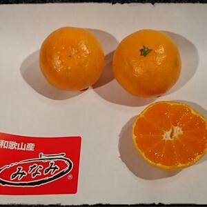 見た目△味○家庭用和歌山みかん Lサイズ【向山温州】