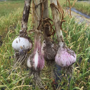 【肥料も農薬も使わない】福岡元気にんにく〜‼️2020 1キロ