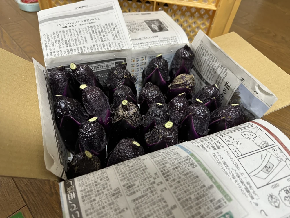 万能野菜 なす ハウス茄子 高知県産ひのまるナス A品＆B品20本 産地直送！