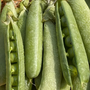 サヤ付グリーンピース