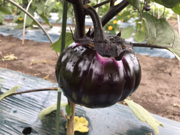 珍しいヨーロッパ野菜と旬の野菜のセット（7月前半）