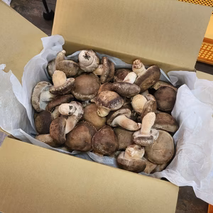 原木生椎茸「京ぽんぽん」京都府産　原木栽培　農薬不使用