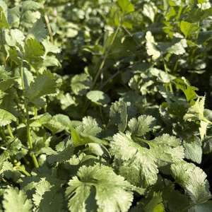 路地栽培　パクチー　農家直送