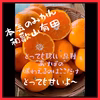 ✩数量限定✩ 有田みかん 家庭用 ミカン（あけぼの)