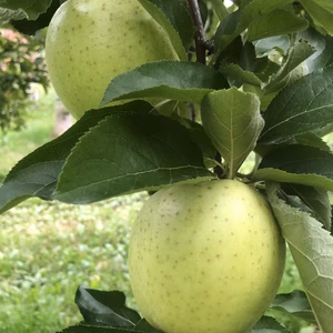 青森県産　家庭用王林