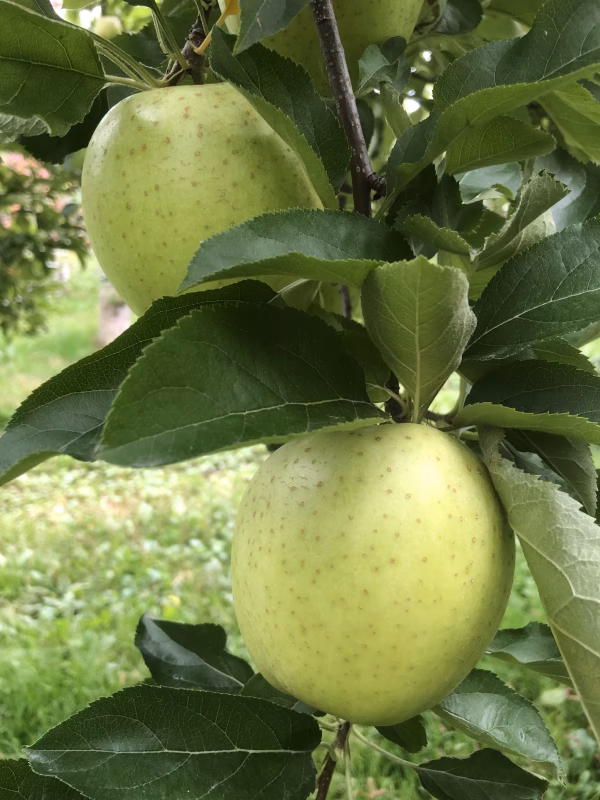青森県産　家庭用王林