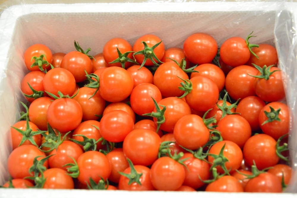【厳選収穫】いの一番に実ったミニトマト「いのいち果」
