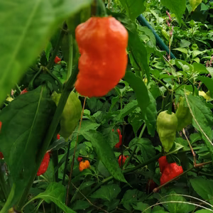 激辛ブードジョロキア生100g