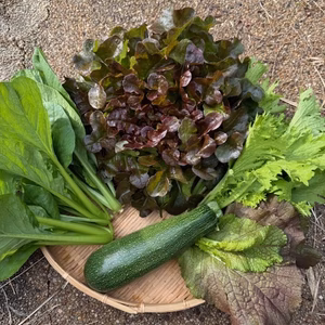 【明日への活力をお届け】お任せ旬の野菜セット（農薬・化学肥料不使用）