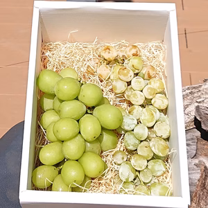 種ありシャインマスカット、種無しシャインマスカット食べ比べセット