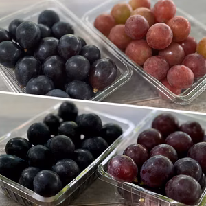 信州の粒ブドウセット【ナガノパープル】×【シナノスマイルorピオーネ】