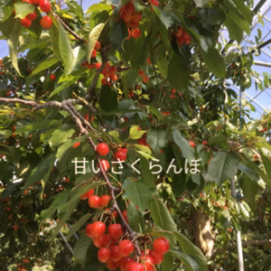 大粒！紅秀峰！6月下旬から発送！！甘くて美味しい山梨県産