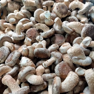 常温・特選別丸玉 (直径6cm以下) 菌床椎茸　(植菌地　群馬)　(栽培地長野