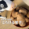 【絶品】所沢特産　至高のとろける土垂里芋　※不揃い品